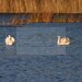 Resedinta exclusivista cu deschidere la Lacul Scrovistea.